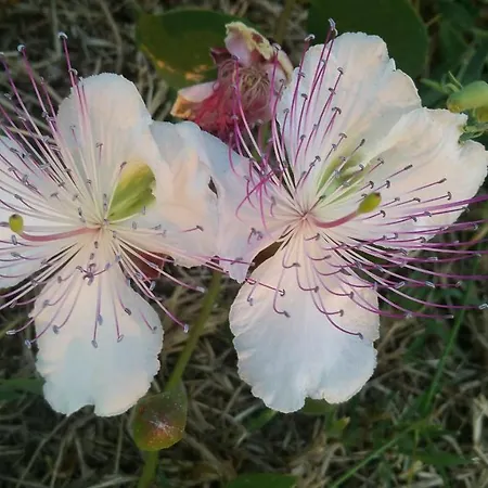 La Dimora Dei Pescatori Semesterbostad