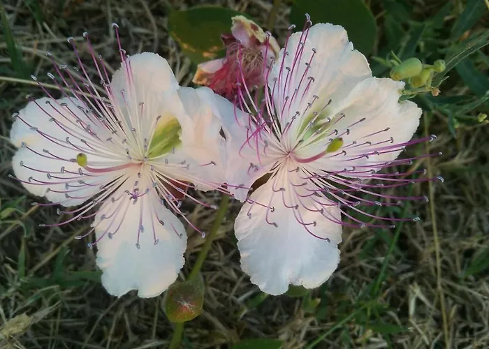 La Dimora Dei Pescatori Casa vacanze